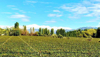 Casarena Bodega y Viñedos - Bdk