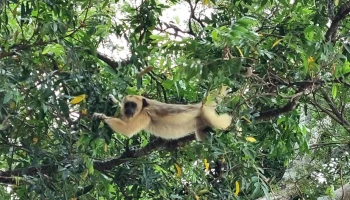 Puerto Yacarey - Itatí