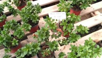 Vivero Fuji Garden Center Neuquen - Neuquén
