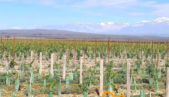 Bodega Pulenta Estate -  Campo - Luján de Cuyo