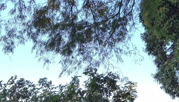 Camping Municipal De Panambi -  Comentarios - Panambi