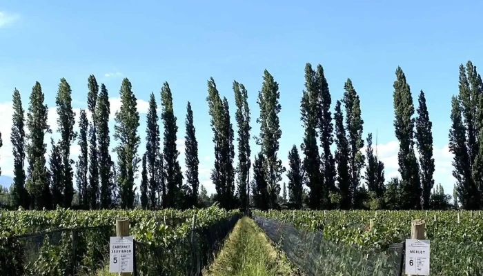 Casarena Bodega Y Vinedos Vina - Bdk