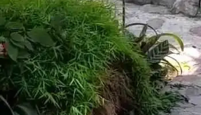 Jardin Colonial Videos - Calilegua