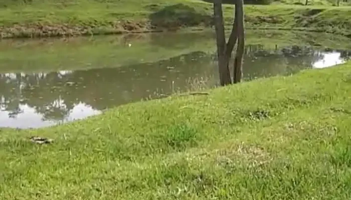 Parrot Carpinteria -  Videos - Oberá