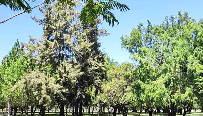 Villa Del Camino Bungalows -  De Los Visitantes - San Javier